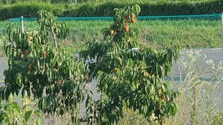 김태훈님의 감 · 영농일지 작성글 사진