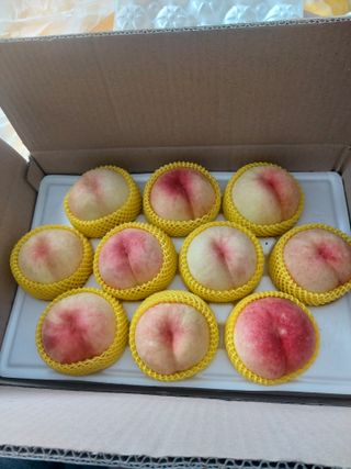 권옥환님의 복숭아 · 영농일지 작성글 사진