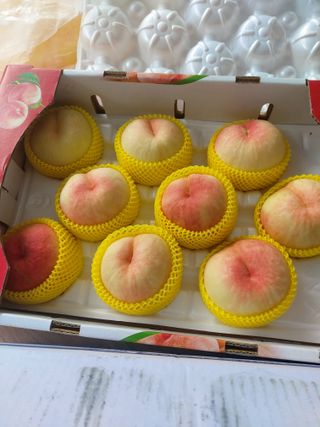 권옥환님의 복숭아 · 영농일지 작성글 사진