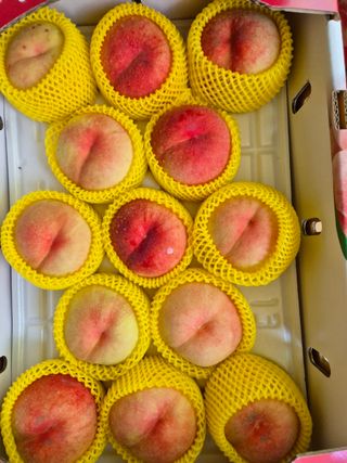 권옥환님의 복숭아 · 영농일지 작성글 사진