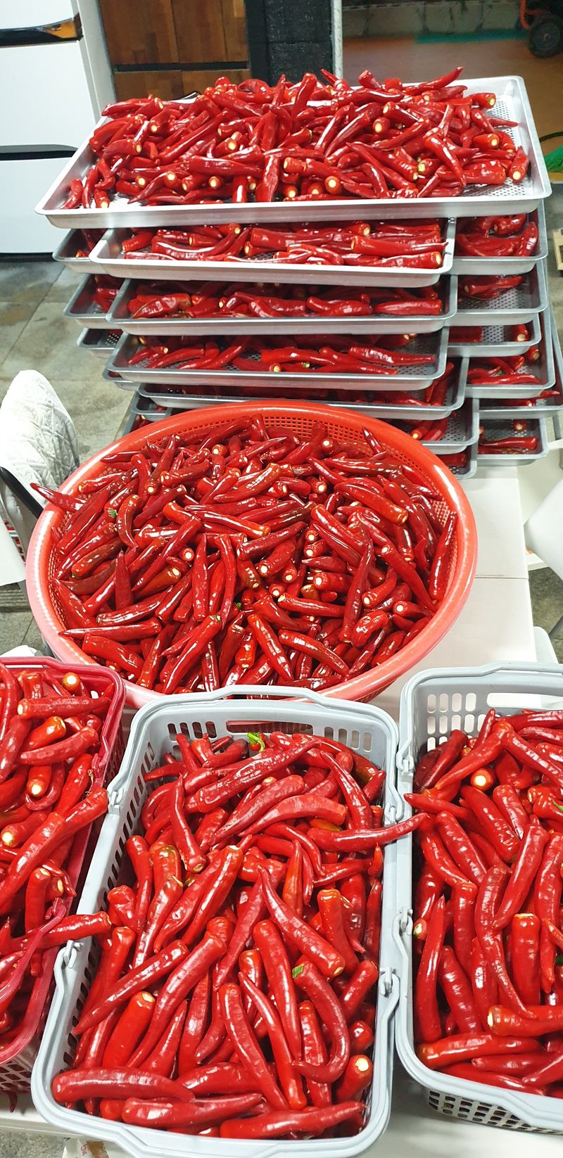 장터 상품 [꼭지 제거 햇 건고추 판매 (24년도산)] 썸네일