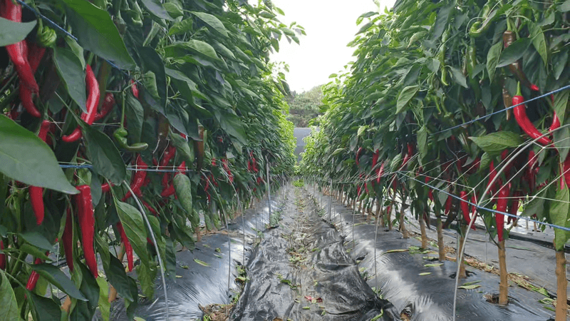 오류농원님의 장터 판매 상품 [꼭지 제거 햇 건고추 판매 (24년도산)] 첨부 사진