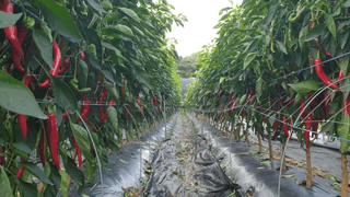 오류농원님의 작성글 사진