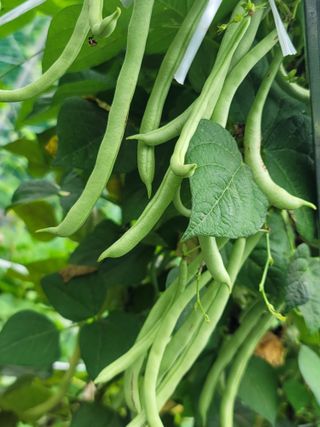 둥근마지기님의 콩 · 영농일지 작성글 사진