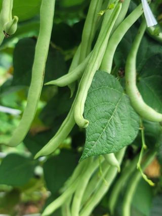 둥근마지기님의 콩 · 영농일지 작성글 사진