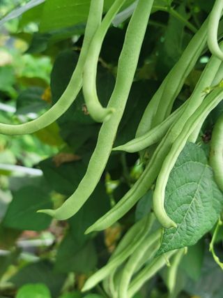 둥근마지기님의 콩 · 영농일지 작성글 사진