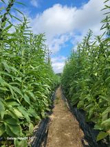 팜모닝 요즘 무엇에 관심있나요?·참여글 게시글 이미지