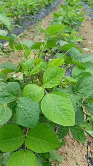 향촌님의 콩 · 영농일지 작성글 사진