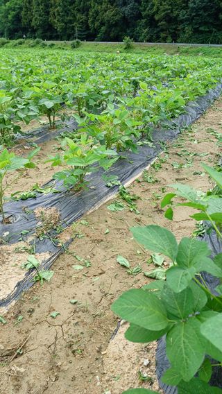 향촌님의 콩 · 영농일지 작성글 사진