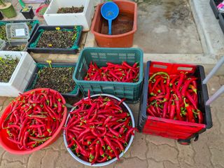 남천나무7076님의 고추 · 영농일지 작성글 사진