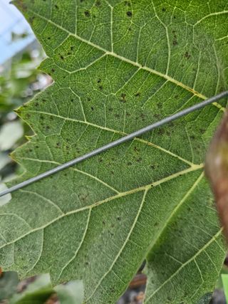 블루베리13637님의 포도 · 병해충상담 작성글 사진