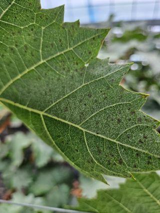 블루베리13637님의 포도 · 병해충상담 작성글 사진