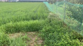 조용욱 용강농원님의 벼 · 영농일지 작성글 사진