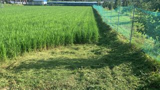 조용욱 용강농원님의 벼 · 영농일지 작성글 사진