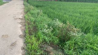 조용욱 용강농원님의 벼 · 영농일지 작성글 사진