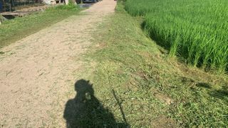 조용욱 용강농원님의 벼 · 영농일지 작성글 사진