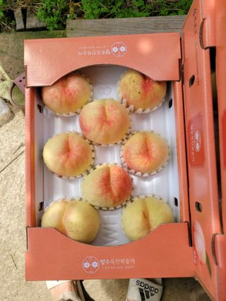 상근농원김덕주님의 복숭아 · 영농일지 작성글 사진