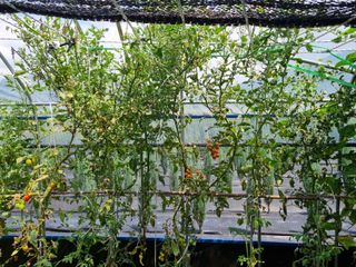 연산나무농장님의 토마토 · 병해충상담 작성글 사진