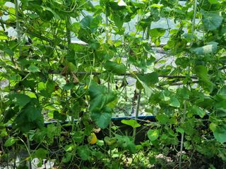 연산나무농장님의 토마토 · 병해충상담 작성글 사진