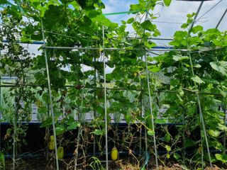 연산나무농장님의 토마토 · 병해충상담 작성글 사진