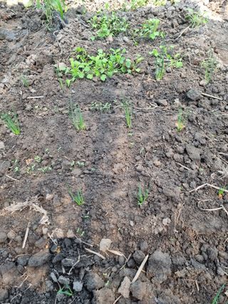 연산나무농장님의 토마토 · 병해충상담 작성글 사진