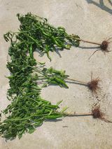 팜모닝 고추·병해충상담 게시글 이미지