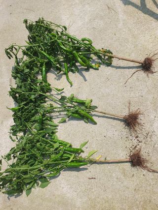 무 하님의 고추 · 병해충상담 작성글 사진