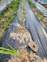 팜모닝 옥수수·영농일지 게시글 이미지