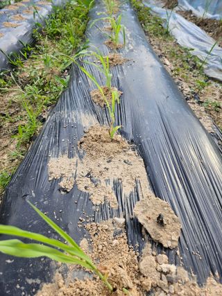 서화복님의 옥수수 · 영농일지 작성글 사진