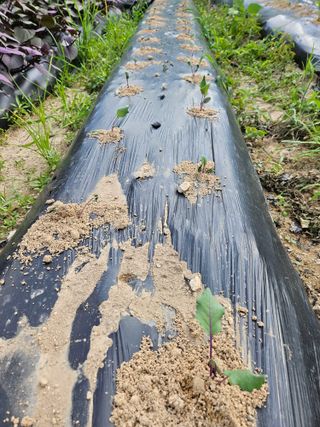 서화복님의 옥수수 · 영농일지 작성글 사진
