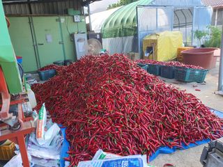 서툰 농부짱님의 고추 · 영농일지 작성글 사진