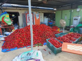 서툰 농부짱님의 고추 · 영농일지 작성글 사진