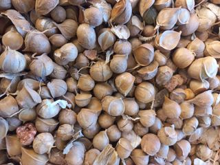 박린님의 마늘 · 영농일지 작성글 사진