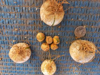 박린님의 마늘 · 영농일지 작성글 사진