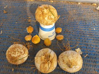 박린님의 마늘 · 영농일지 작성글 사진