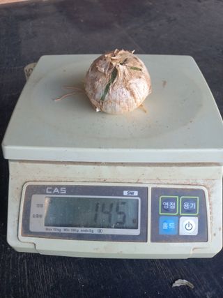 박린님의 마늘 · 영농일지 작성글 사진