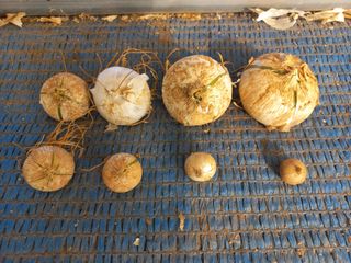 박린님의 마늘 · 영농일지 작성글 사진