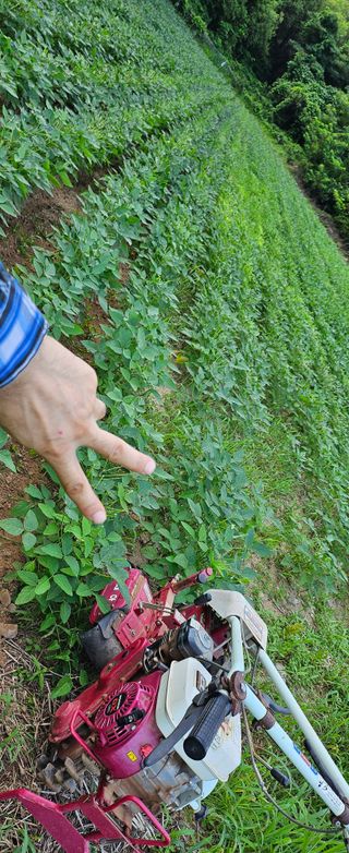 미스터션샤인님의 콩 · 영농일지 작성글 사진