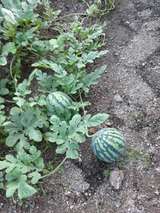 조동원님의 자유주제 · 자유게시판 작성글 사진