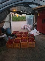 팜모닝 고추·영농일지 게시글 이미지