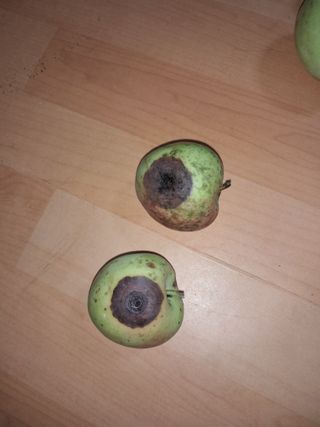 노재영님의 사과 · 병해충상담 작성글 사진