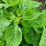 팜모닝 들깨·영농일지 게시글 이미지