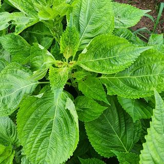 한상범님의 들깨 · 영농일지 작성글 사진