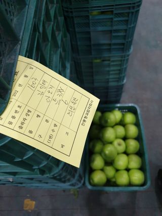 김인태님의 사과 · 수확 작성글 사진