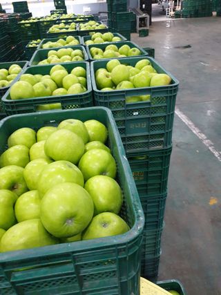 김인태님의 사과 · 수확 작성글 사진