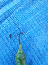 팜모닝 고추·영농일지 게시글 이미지