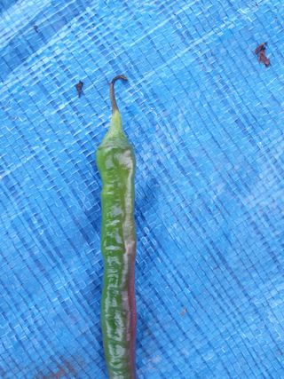 쪼짜님의 고추 · 영농일지 작성글 사진