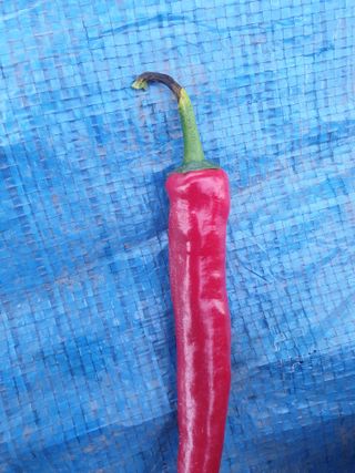 쪼짜님의 고추 · 영농일지 작성글 사진