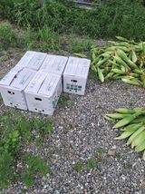 팜모닝 자유주제·자유게시판 게시글 이미지