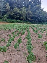 팜모닝 들깨·영농일지 게시글 이미지